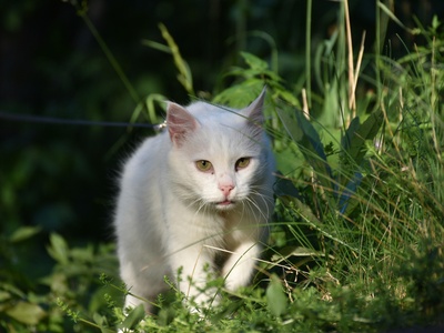 Turkish Angora
