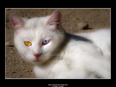 Turkish Van