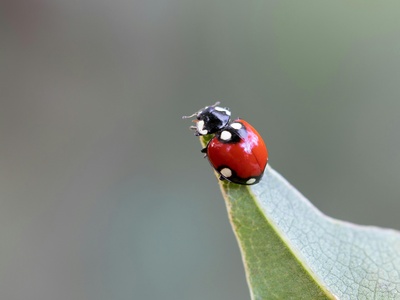 Twenty-two Spot Ladybird