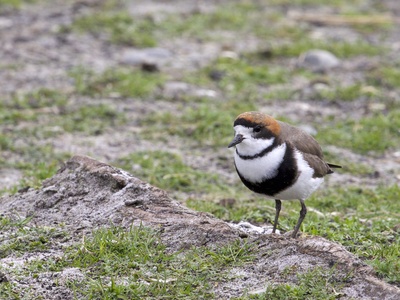 Two-banded Plover
