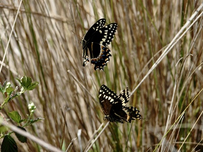 Ulysses swallowtail