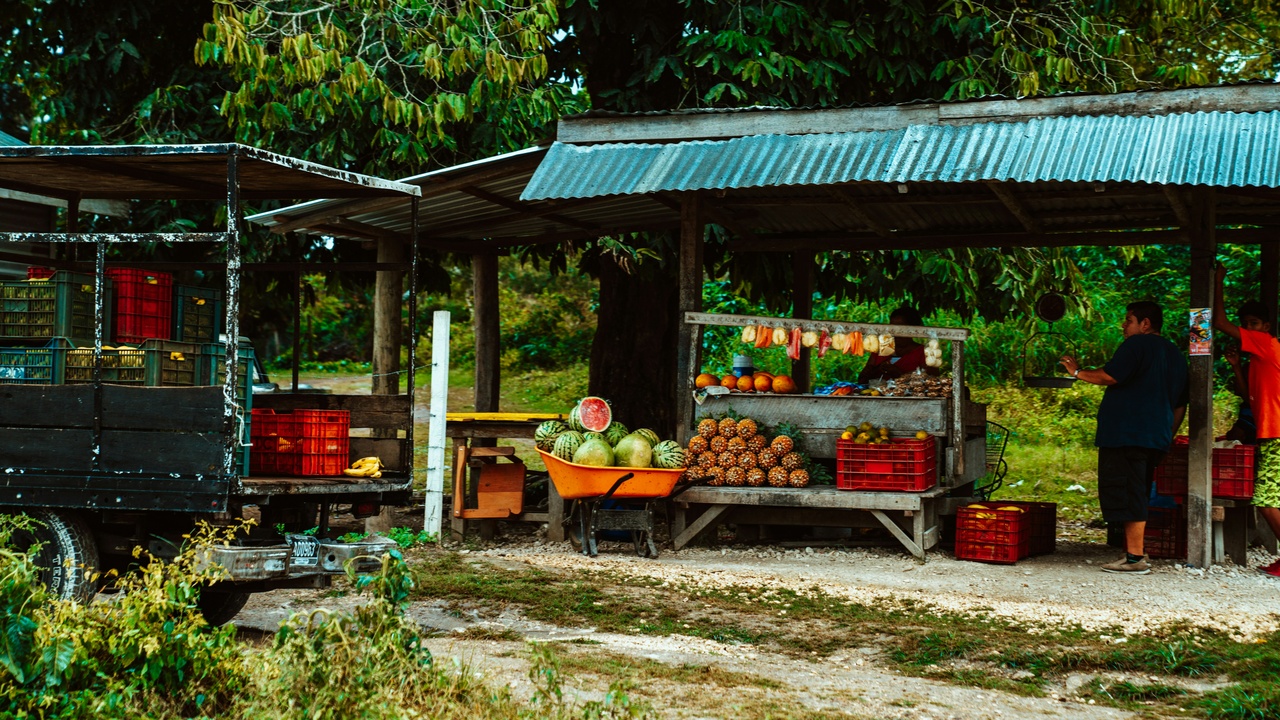 Understory and medicinal plants common in Belize including chaya and allspice