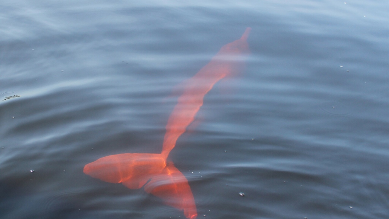 Pink river dolphin, glass frog and three-toed sloth found in Colombia