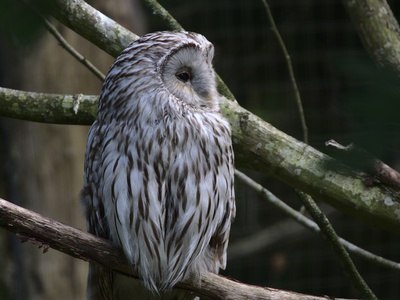 Ural Owl