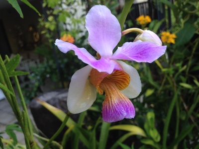 Vanda Miss Joaquim