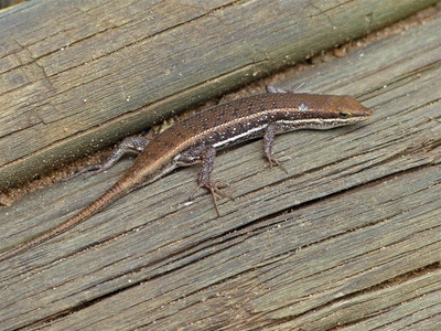 Variable skink