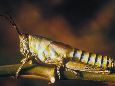 Variegated grasshopper