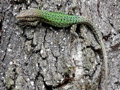 Vaucher's wall lizard