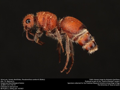 Velvet Ant (female)