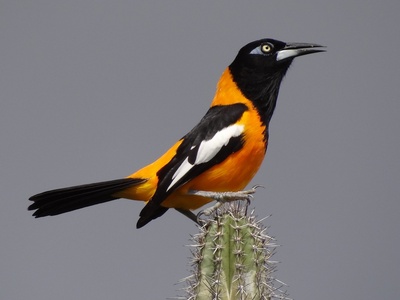 Venezuelan Troupial