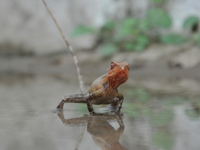 Vietnamese Mossy Frog