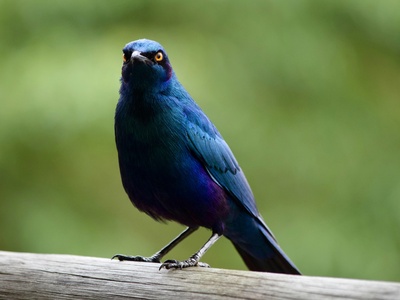 Violet‑backed Starling