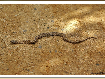 Viperine (water) snake
