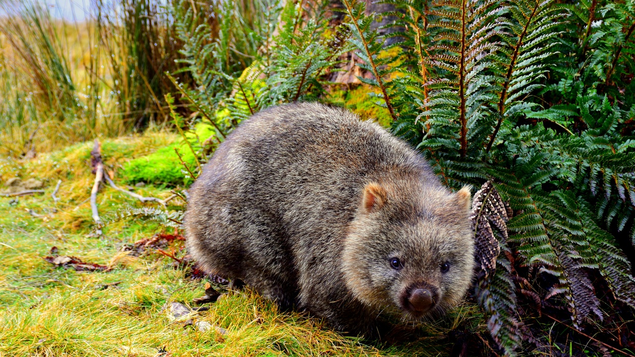 Viral image of a wombat shared on social media