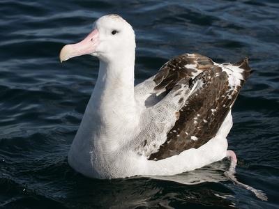 Wandering albatross