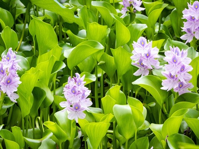 Water hyacinth
