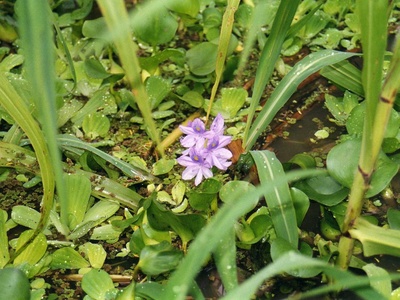 Water hyacinth