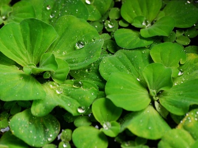 Water lettuce