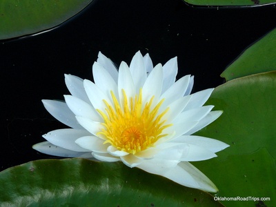 Water lily