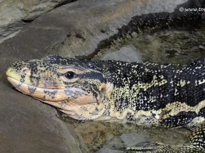 Water monitor