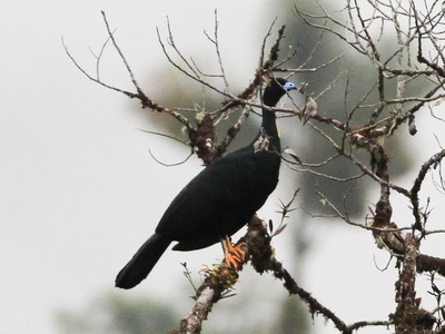 Wattled Guan