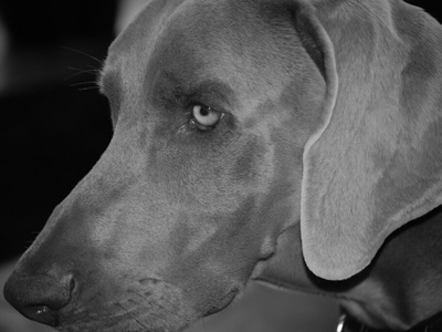 Weimaraner