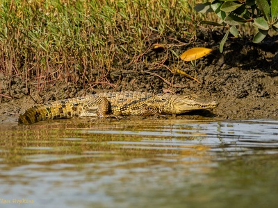 West African crocodile