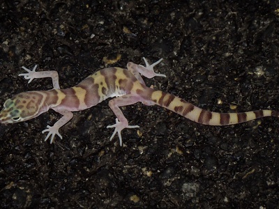 Western banded gecko