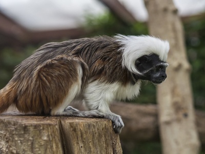 Western black-and-white colobus