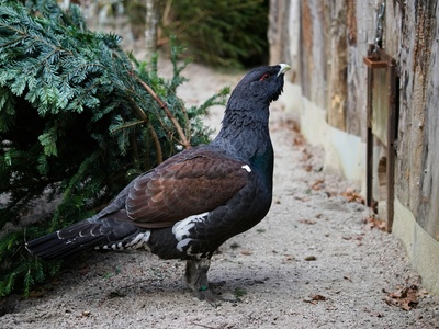 Western Capercaillie
