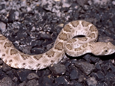 Western diamondback