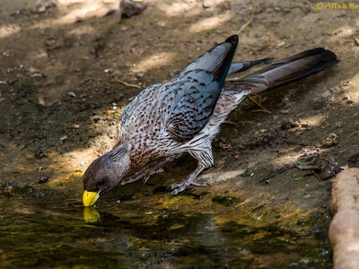 Western Plantain‑eater
