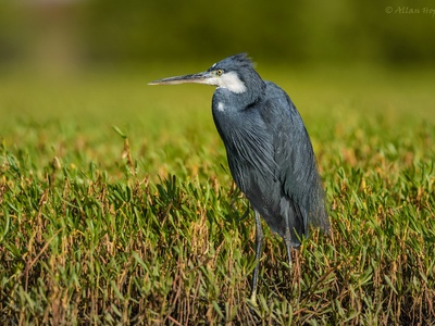 Western reef heron