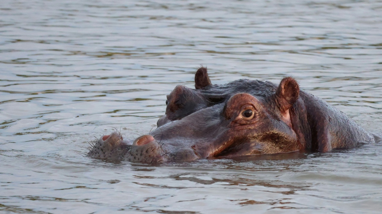 A hippo pod in an Okavango channel with a hyena silhouette at dusk on the bank