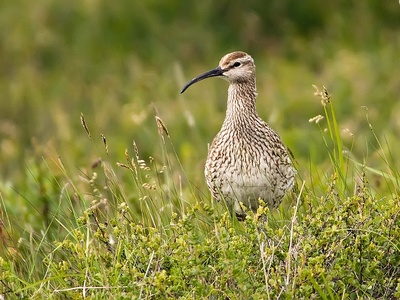 Whimbrel