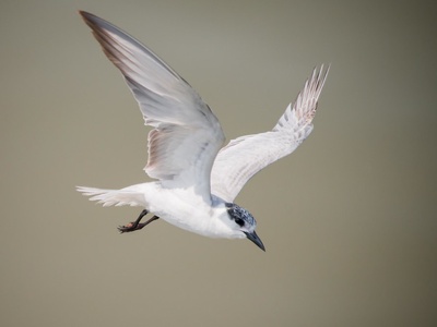 Whiskered Tern