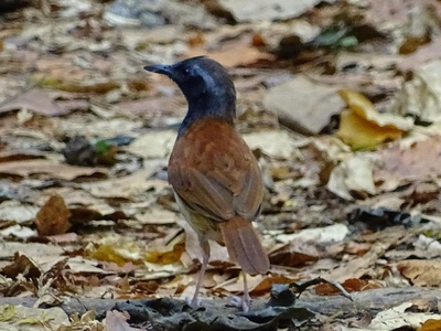 White-bellied Antbird