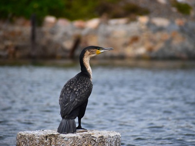 White-breasted cormorant