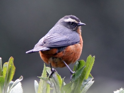 White-browed Conebill