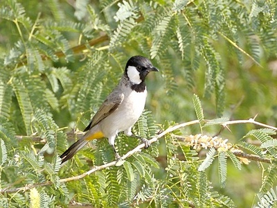 White-eared bulbul