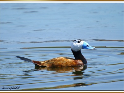 White-headed duck