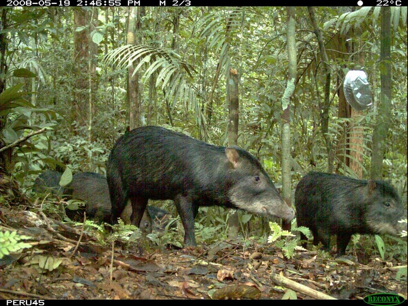 List of Belize's Native Animals - Flora Fauna Fun