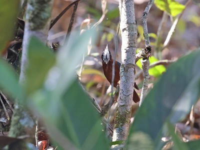 White-plumed Antbird