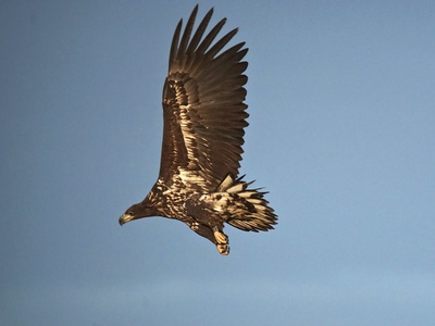 White-tailed eagle