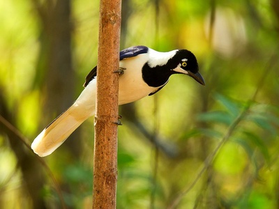 White-tailed Jay
