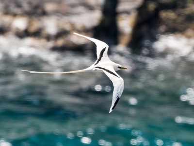 White-tailed Tropicbird