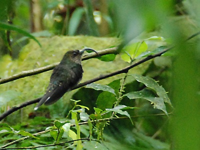 White-tipped Sicklebill