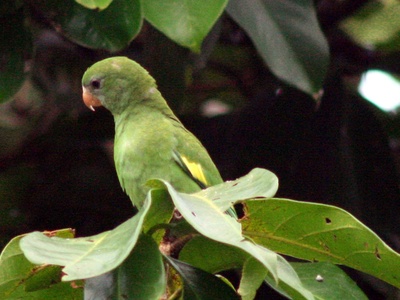 White-winged Parakeet