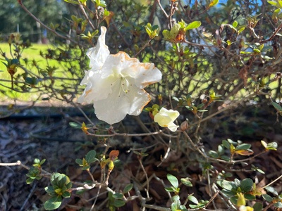 White Azalea