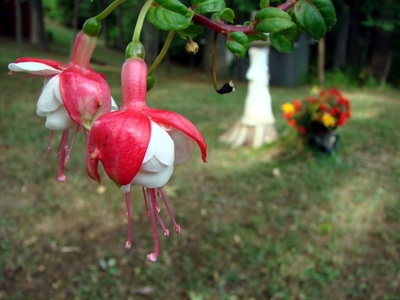White Fuchsia